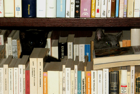 «library»